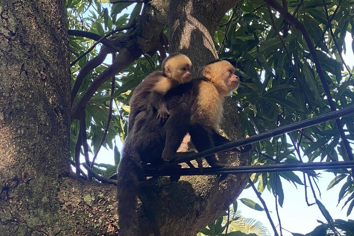 Monkey, Crocodile, Sloths & Beach Experience - Photo 1 of 20